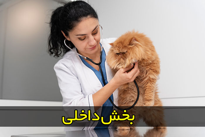 بخش داخلی