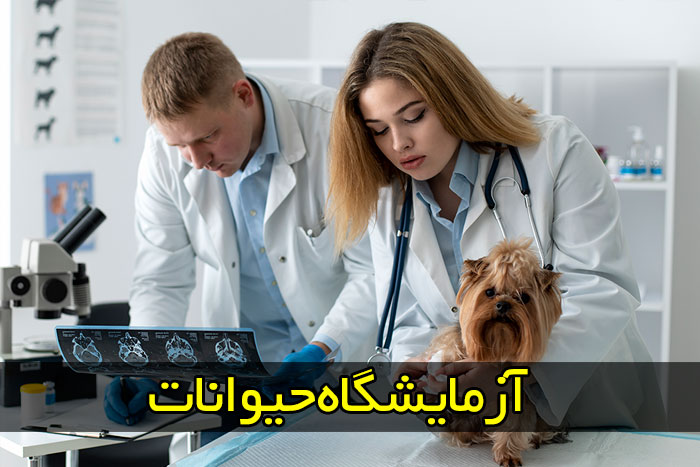 دندانپزشکی حیوانات