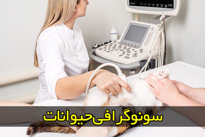 پرندگان زینتی