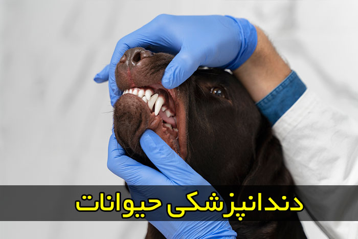 جراحی حیوانات خانگی
