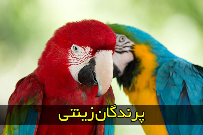 آرایش و شستشو