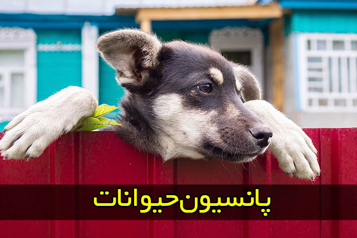 پانسیون حیوانات