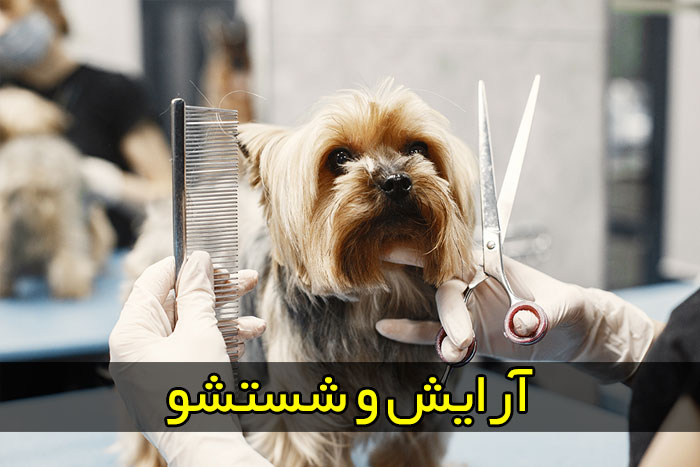 سونوگرافی حیوانات