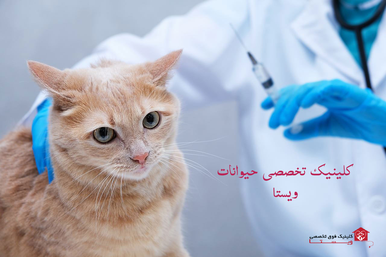 m/واکسیناسیون گربه