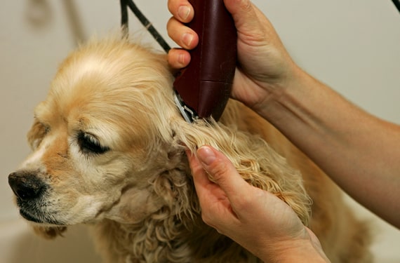 ارایش و شستشو ی حیوانات خانگی بوسیله کادر مجرب کلینیک تخصصی دامپزشکی ویستا