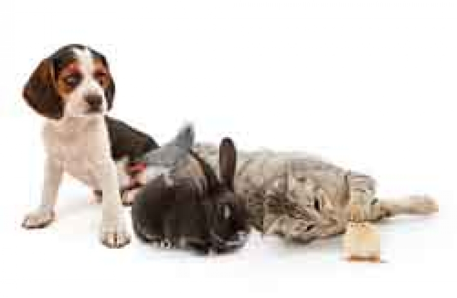 بررسی خرید یا تهیه  حیوانات خانگی
